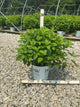 Hydrangea paniculata 'Jane'