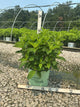 Hydrangea paniculata 'Bailpantwo'