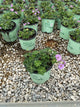 Geranium azure 'Rush'