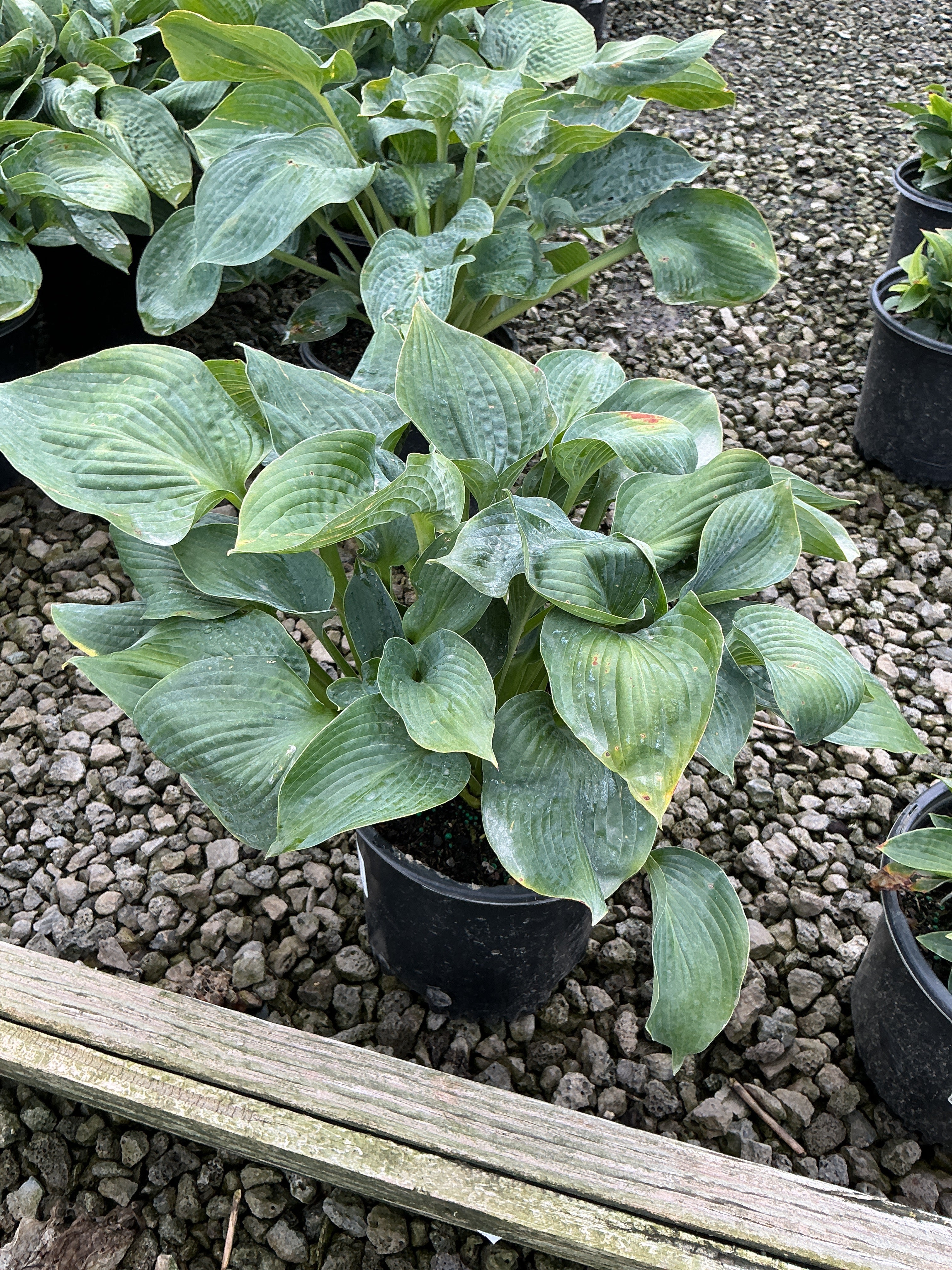 Hosta 'Big Daddy'