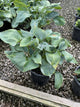 Hosta 'Big Daddy'