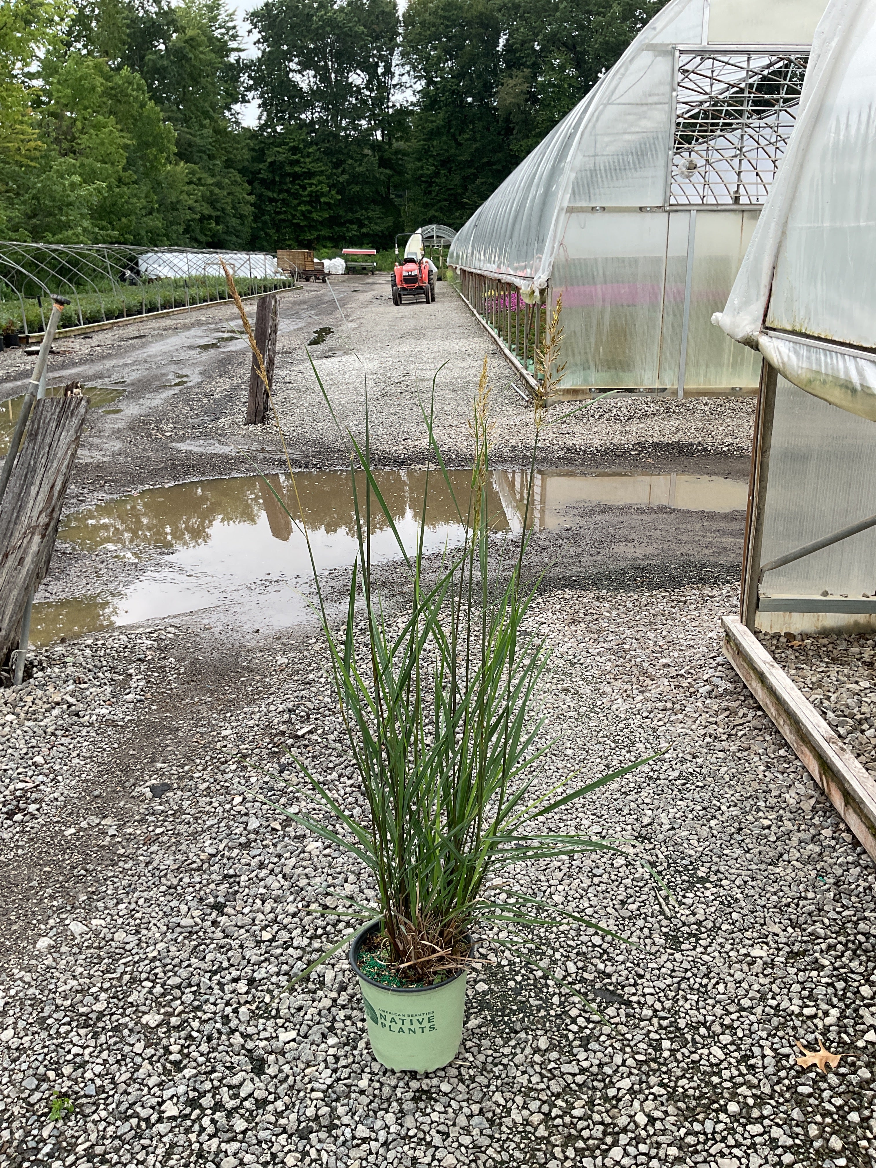 Sorghastrum 'Sorg. N. Golden Sunset'