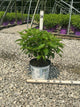 Hydrangea 'P Puffer Fish'