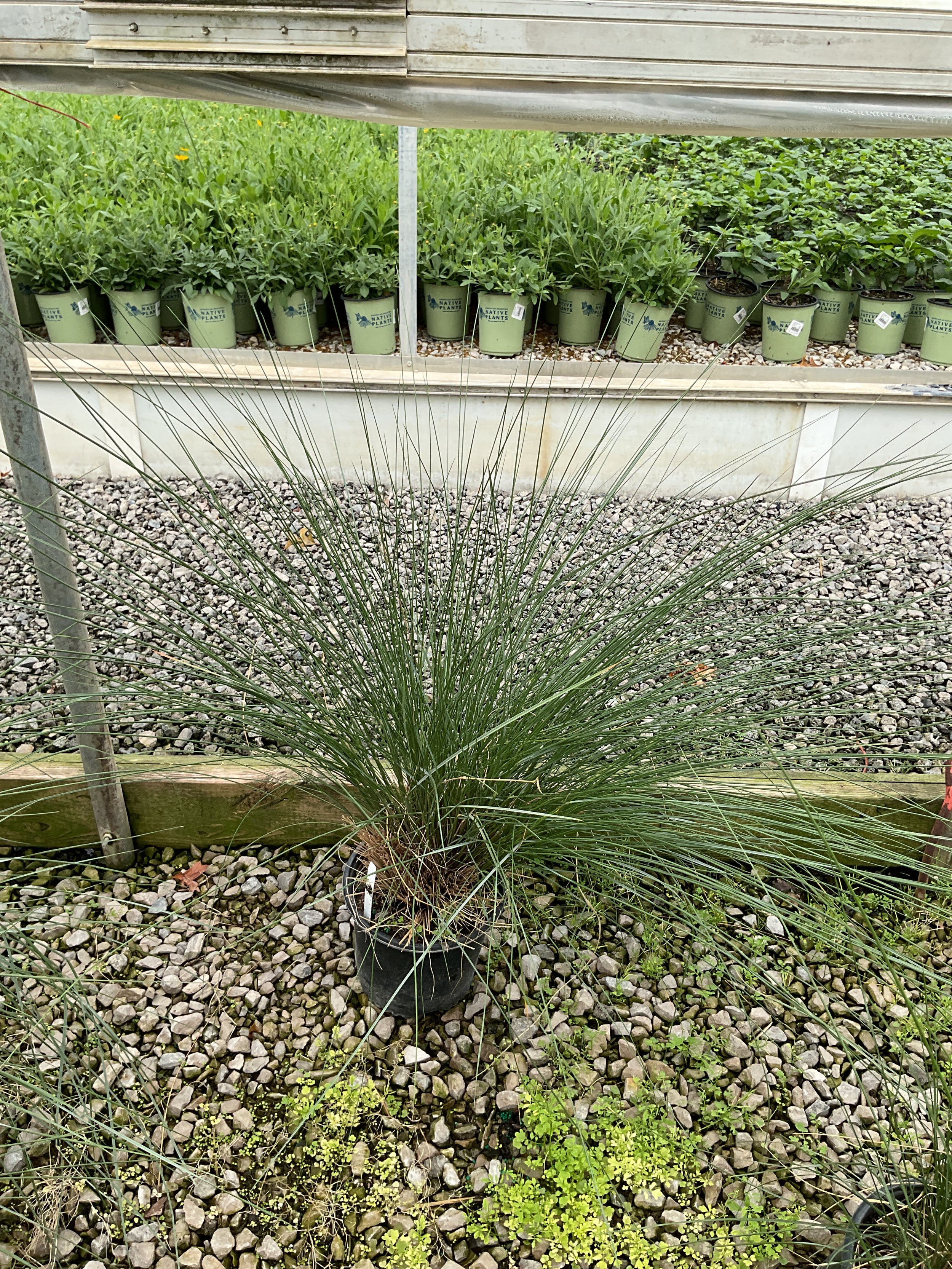 MUHLENBERGIA 'Muhlenbergia Capillaris'