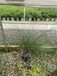 MUHLENBERGIA 'Muhlenbergia Capillaris'
