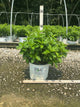 Hydrangea 'P Little Lime Punch'