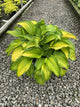 Hosta 'Old Glory'