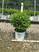 Hydrangea 'P Quick Fire Fab'