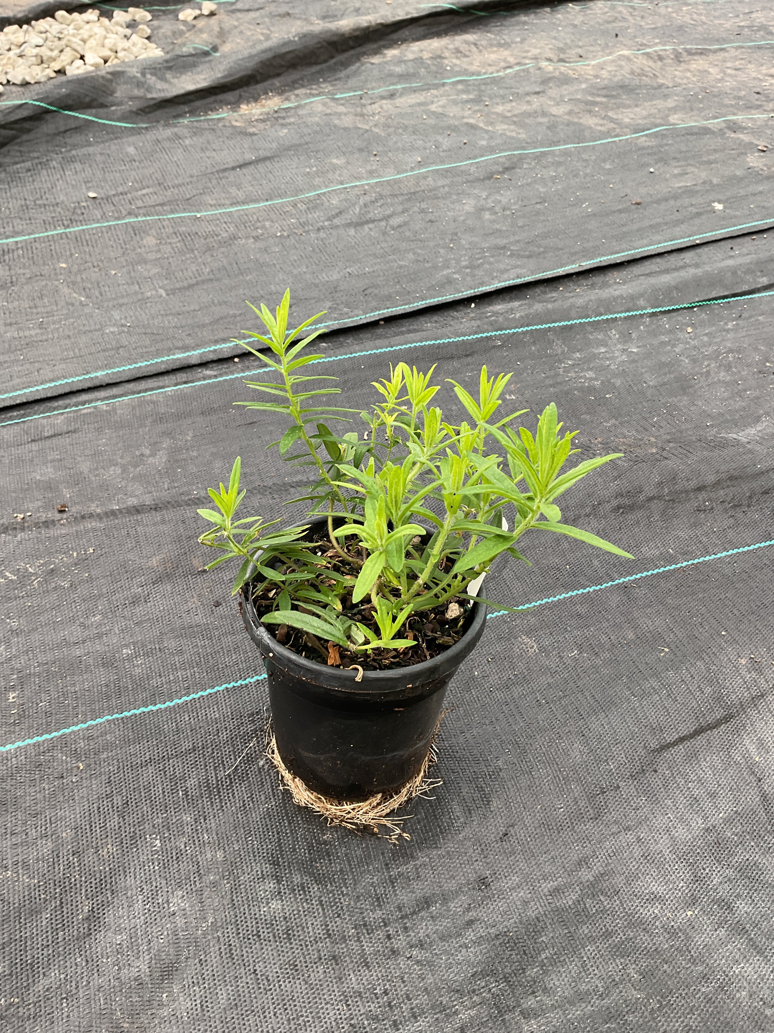 Asclepias tuberosa