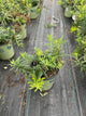 Asclepias tuberosa