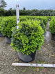 Buxus microphylla 'Green Velvet'