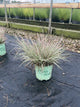 Schizachyrium 'Chameleon'
