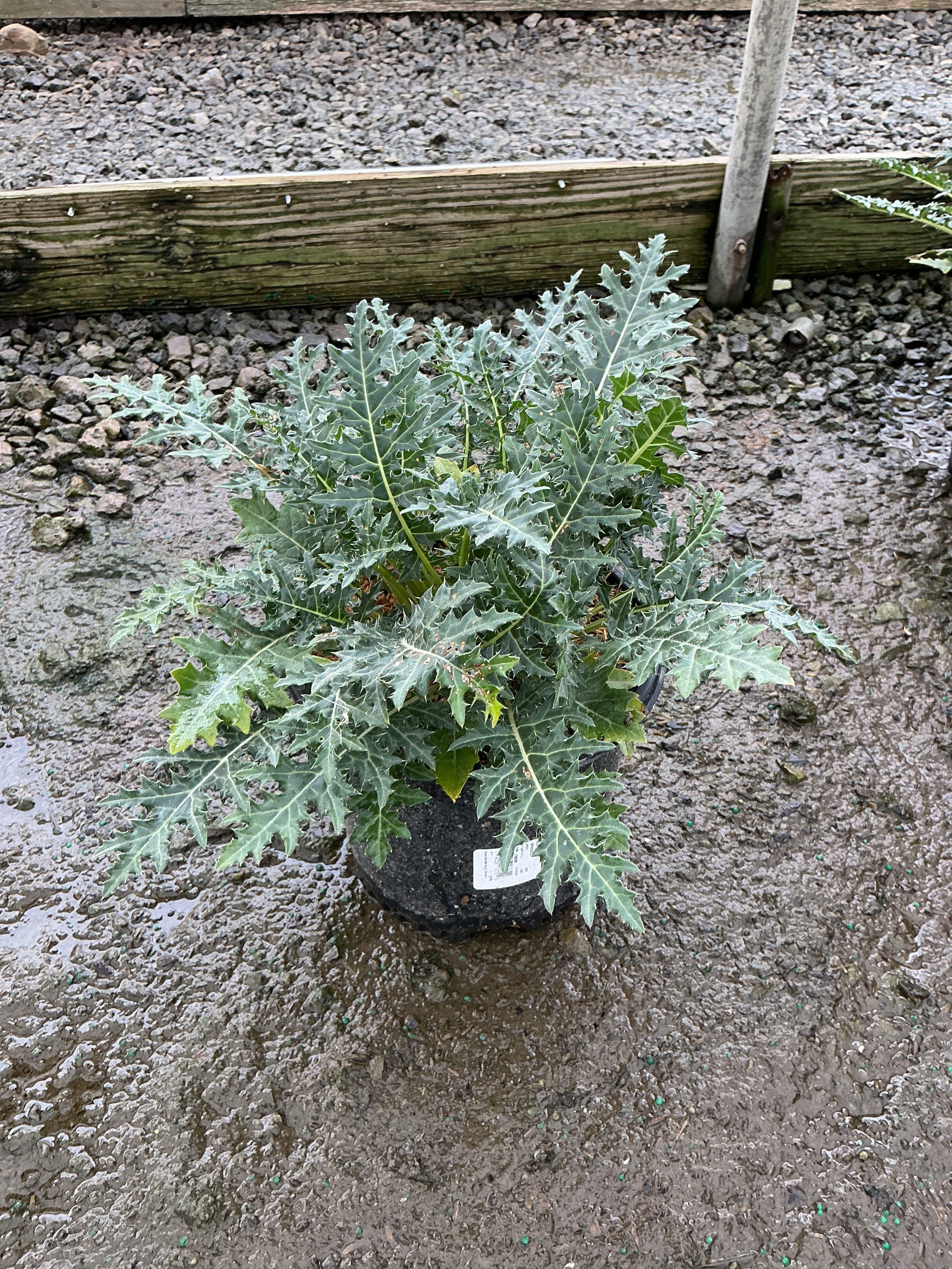 Acanthus spinosus