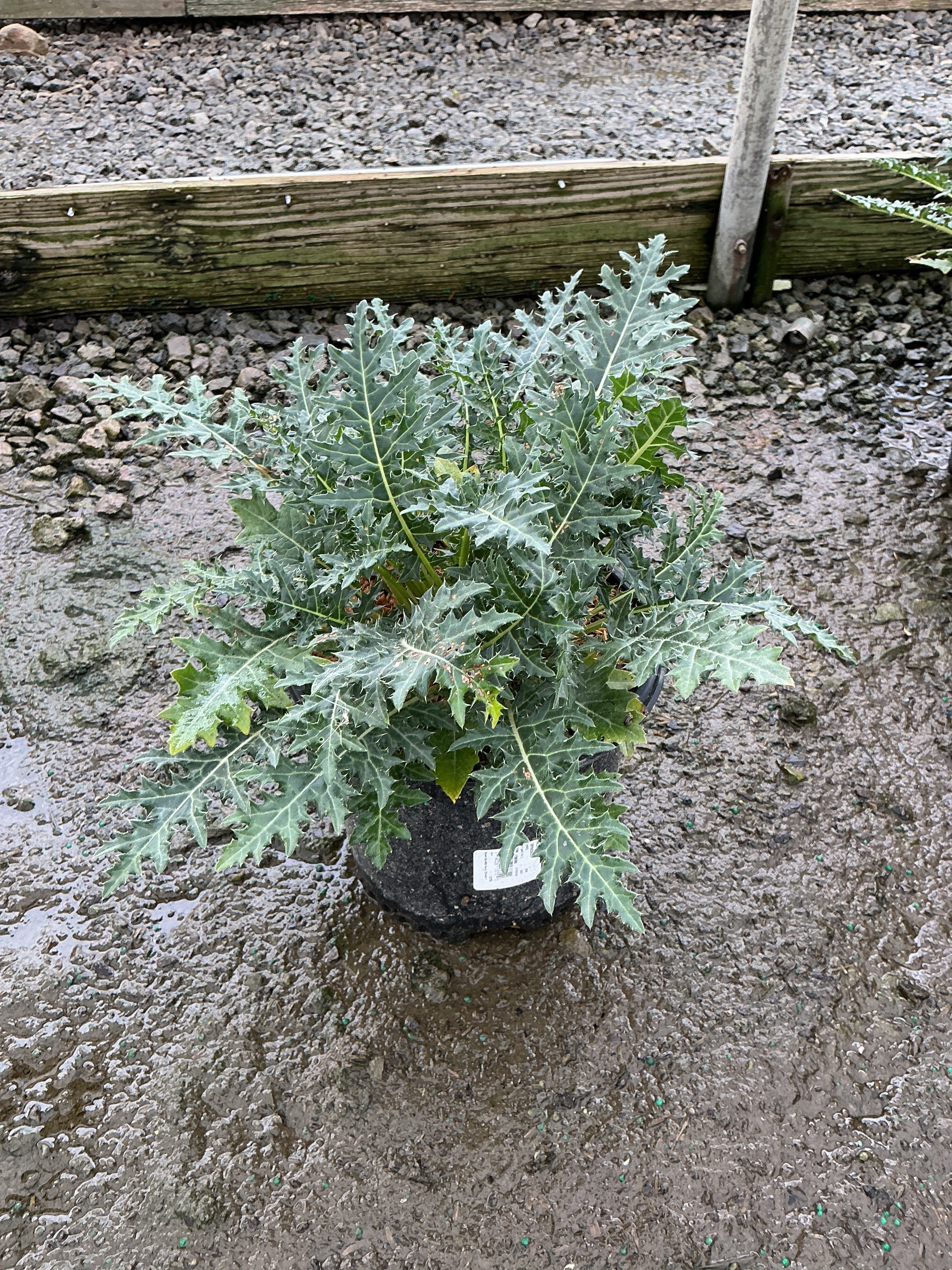 Acanthus spinosus