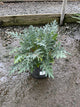 Acanthus spinosus