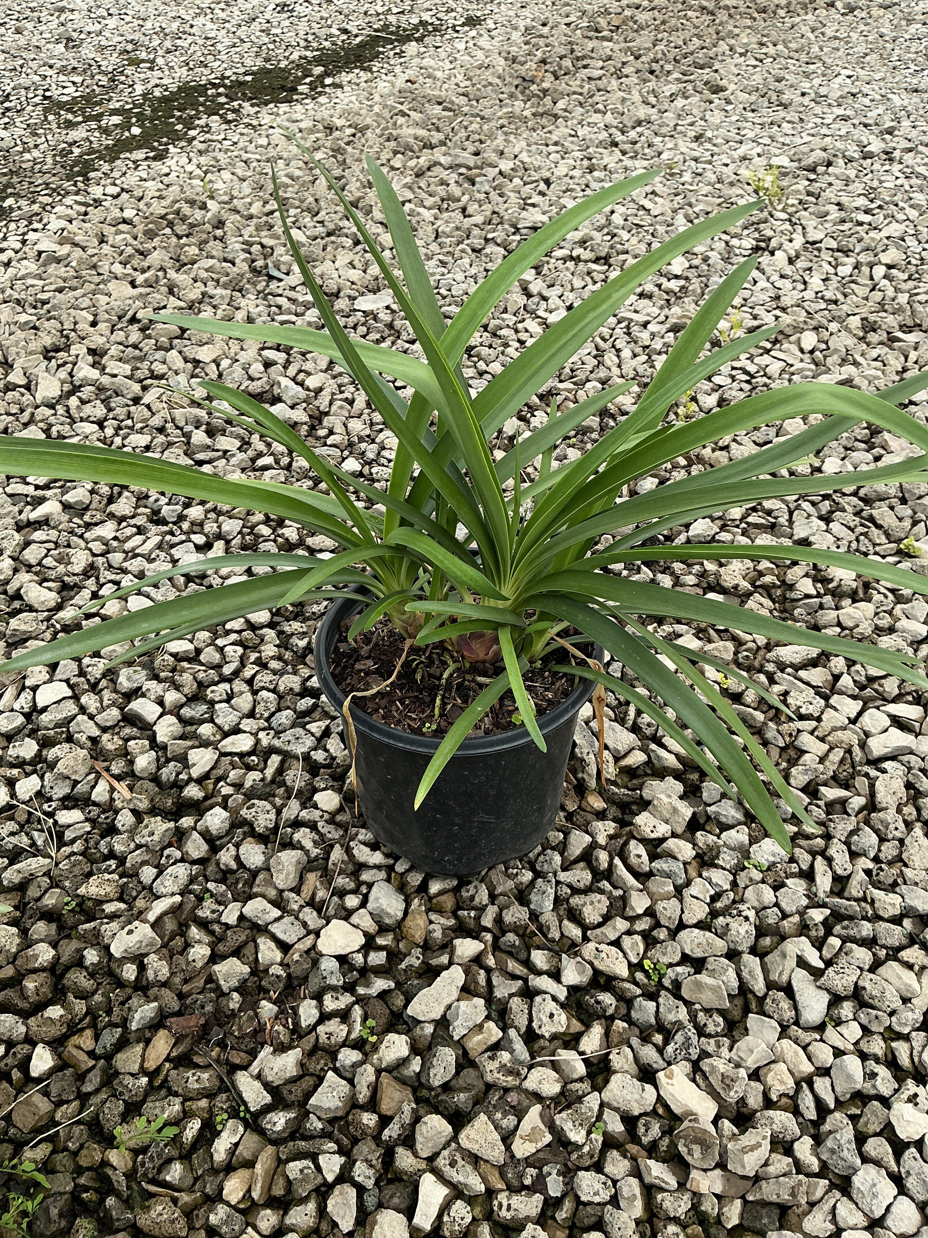 AGAPANTHUS AFRICANS BLUE