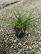 AGAPANTHUS AFRICANS BLUE