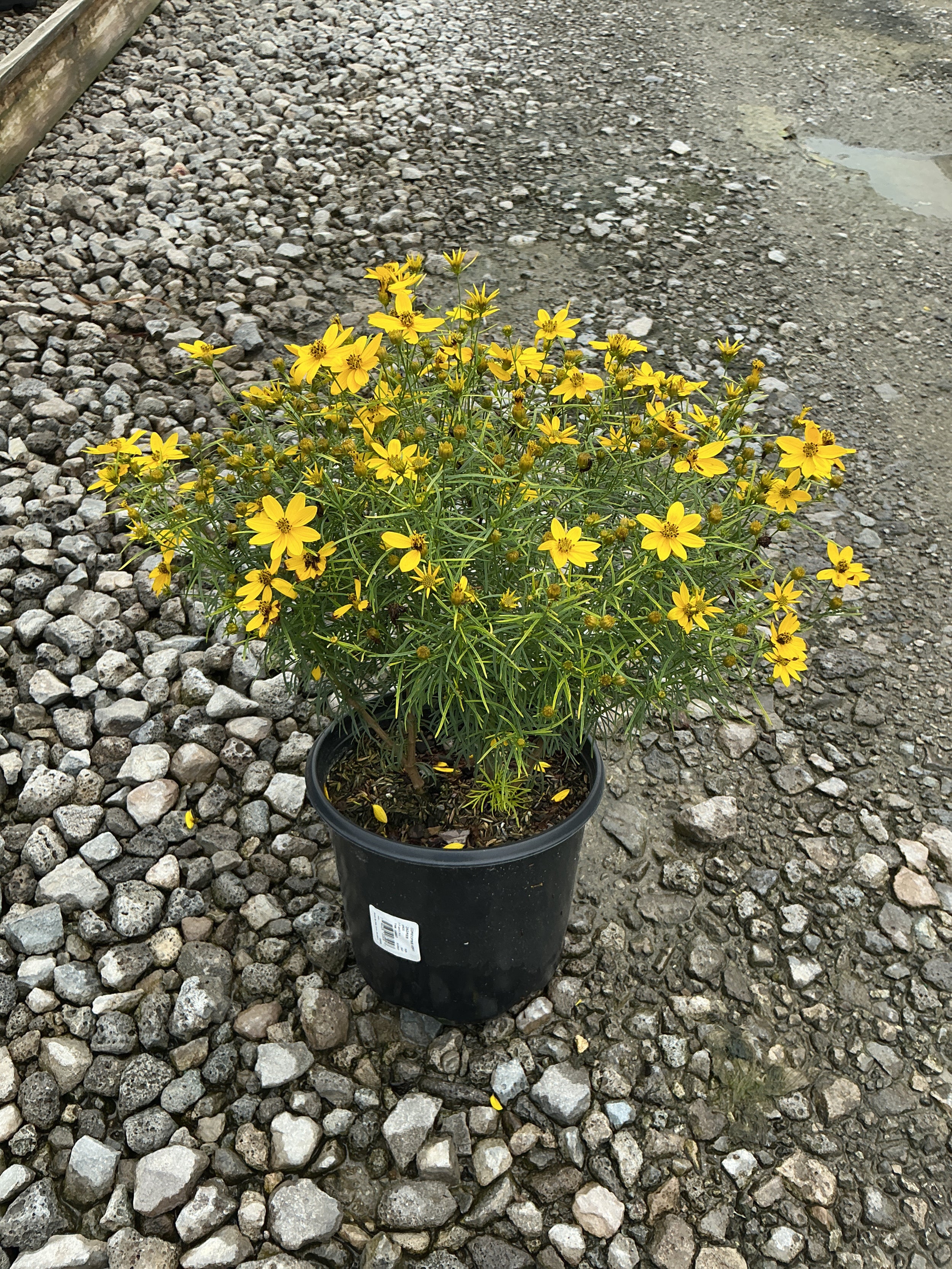 Coreopsis verticillata 'Zagreb'