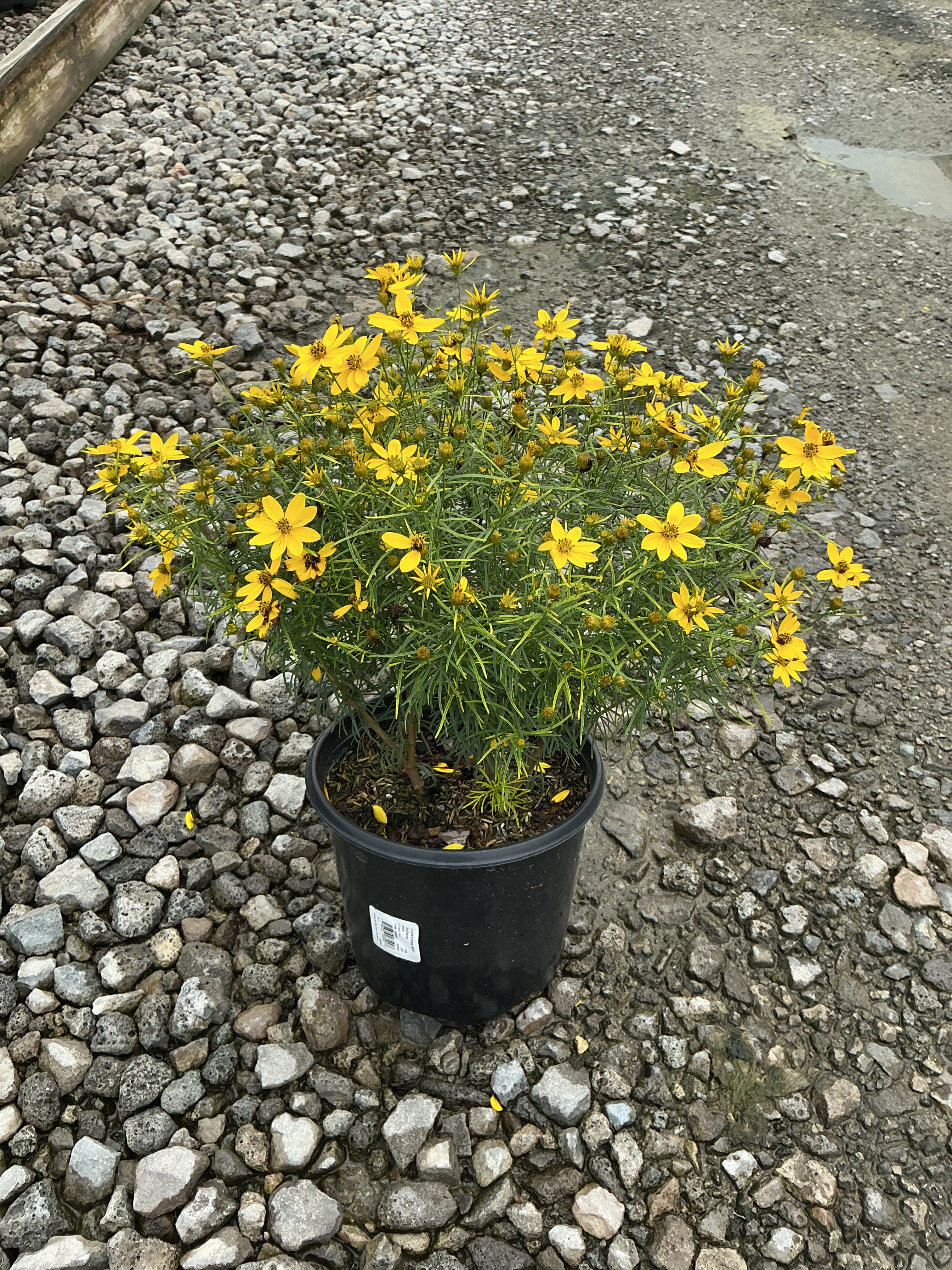 Coreopsis verticillata 'Zagreb'