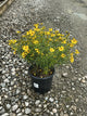 Coreopsis verticillata 'Zagreb'