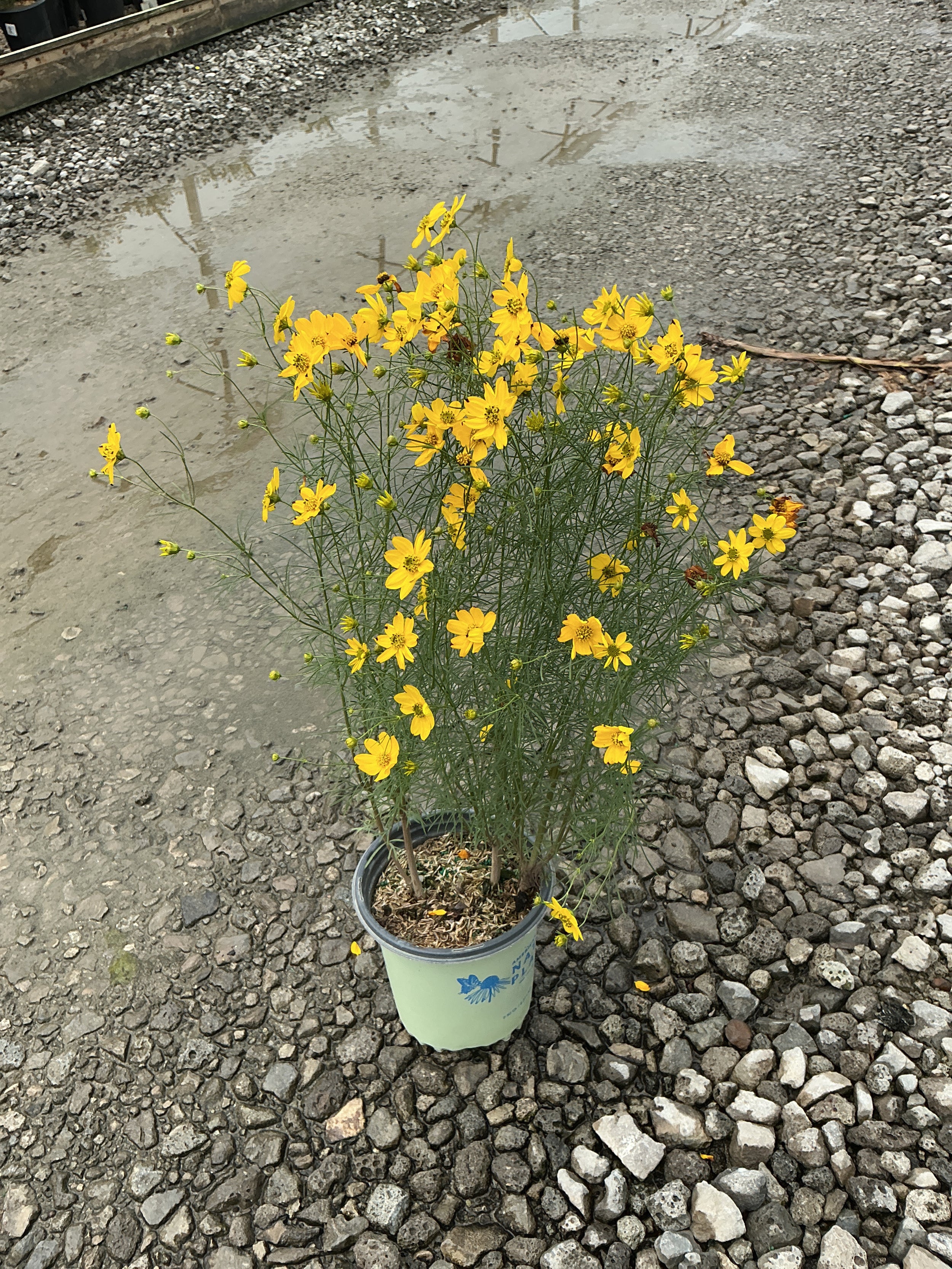Coreopsis verticillata