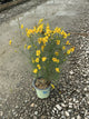 Coreopsis verticillata