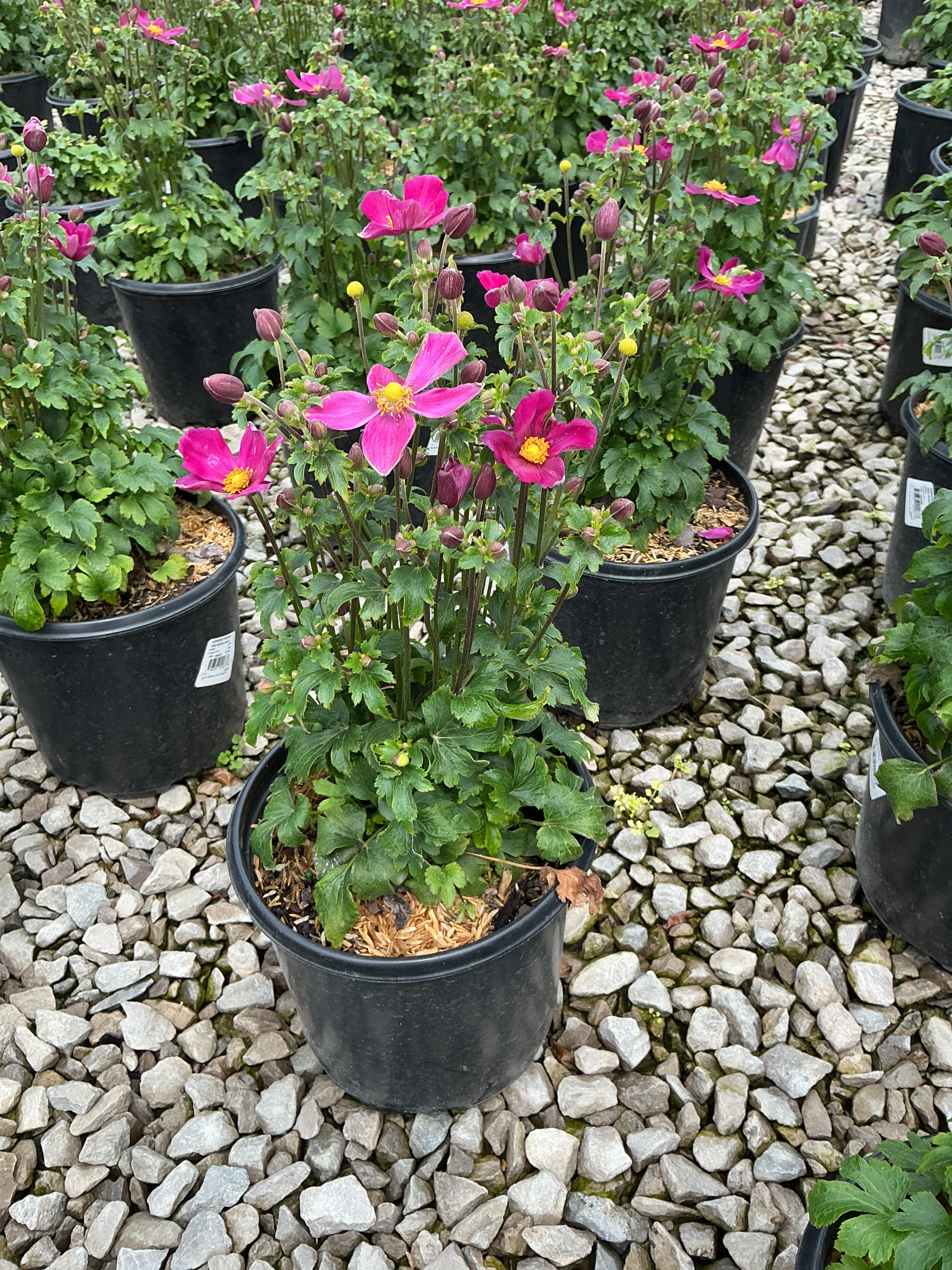 Anemone 'Fantasy Red Riding Hood'