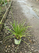 Allium cernuum