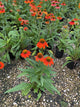 Echinacea artisan 'Soft Orange'