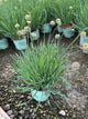 Allium medusa