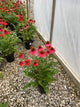 Echinacea artisan 'Red Ombre'