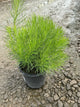 Amsonia hubrechtii