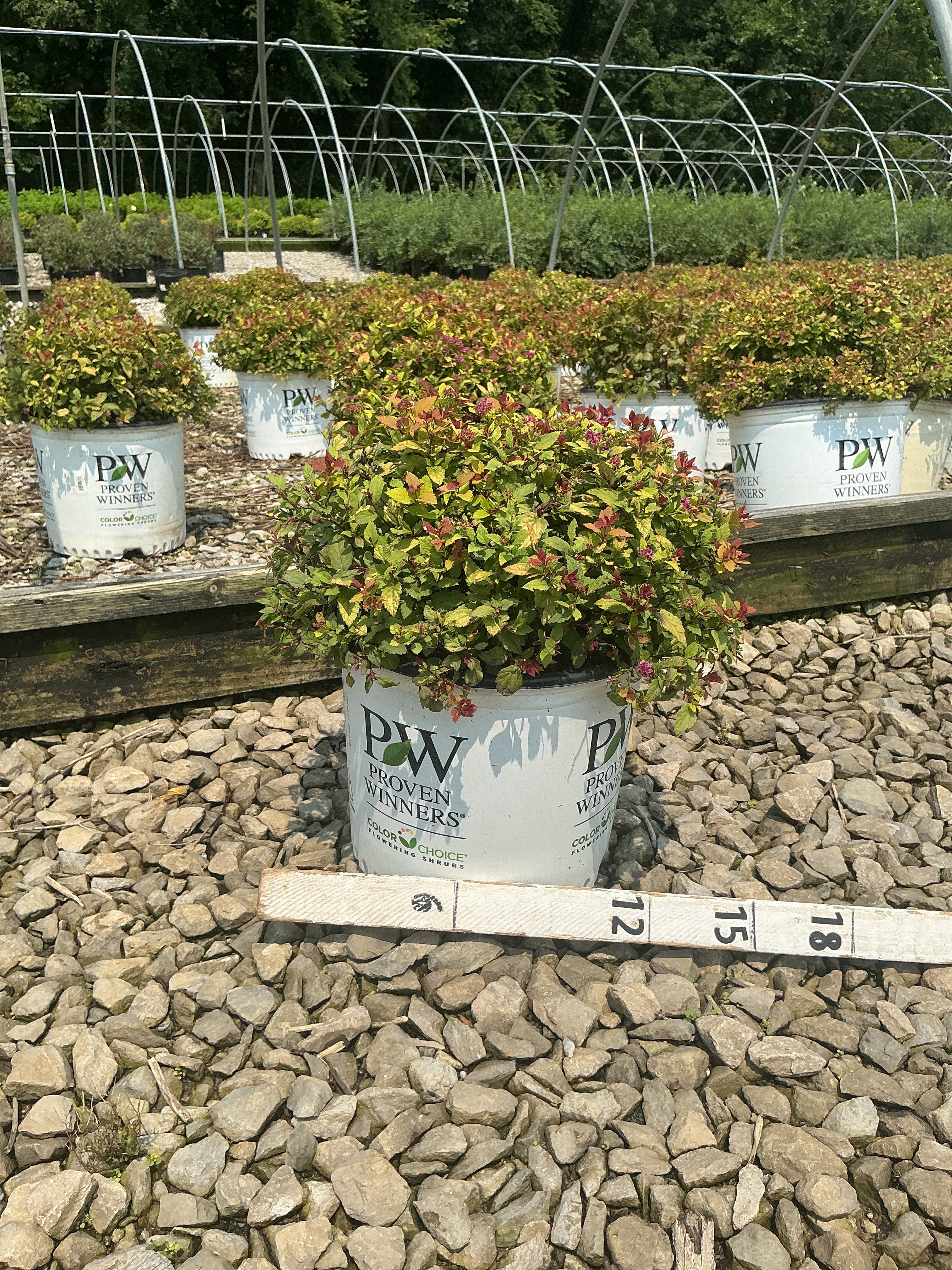 Spiraea JAP 'Dbl Play Dolly'