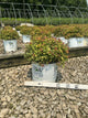 Spiraea JAP 'Dbl Play Dolly'