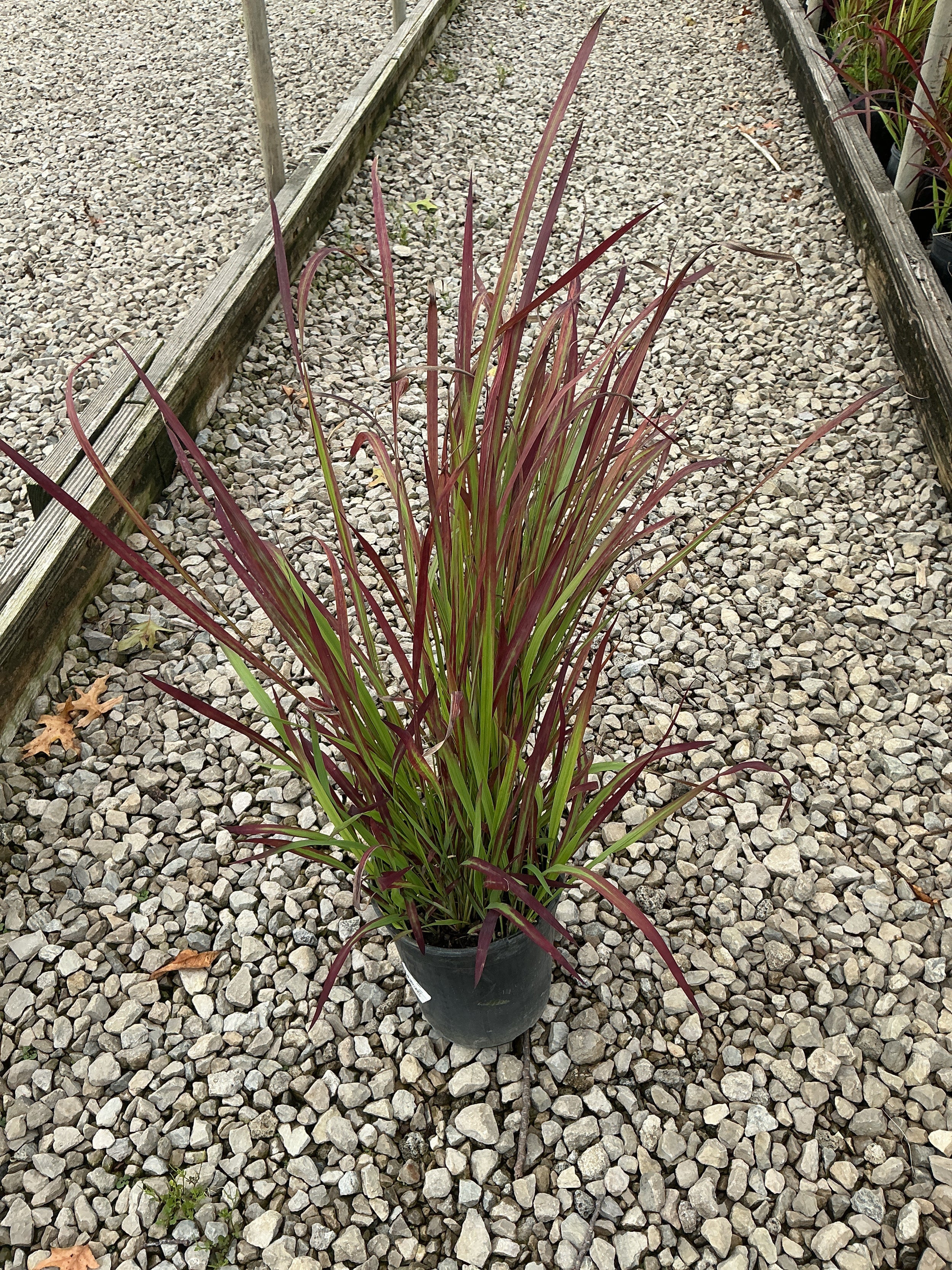 Imperata koenigii 'Red Baron'