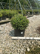 Spiraea japonica 'Little Princess'