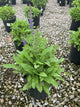 Salvia x 'Marcus'