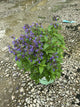 Nepeta neptune