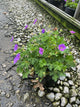 Geranium x 'Rozanne'