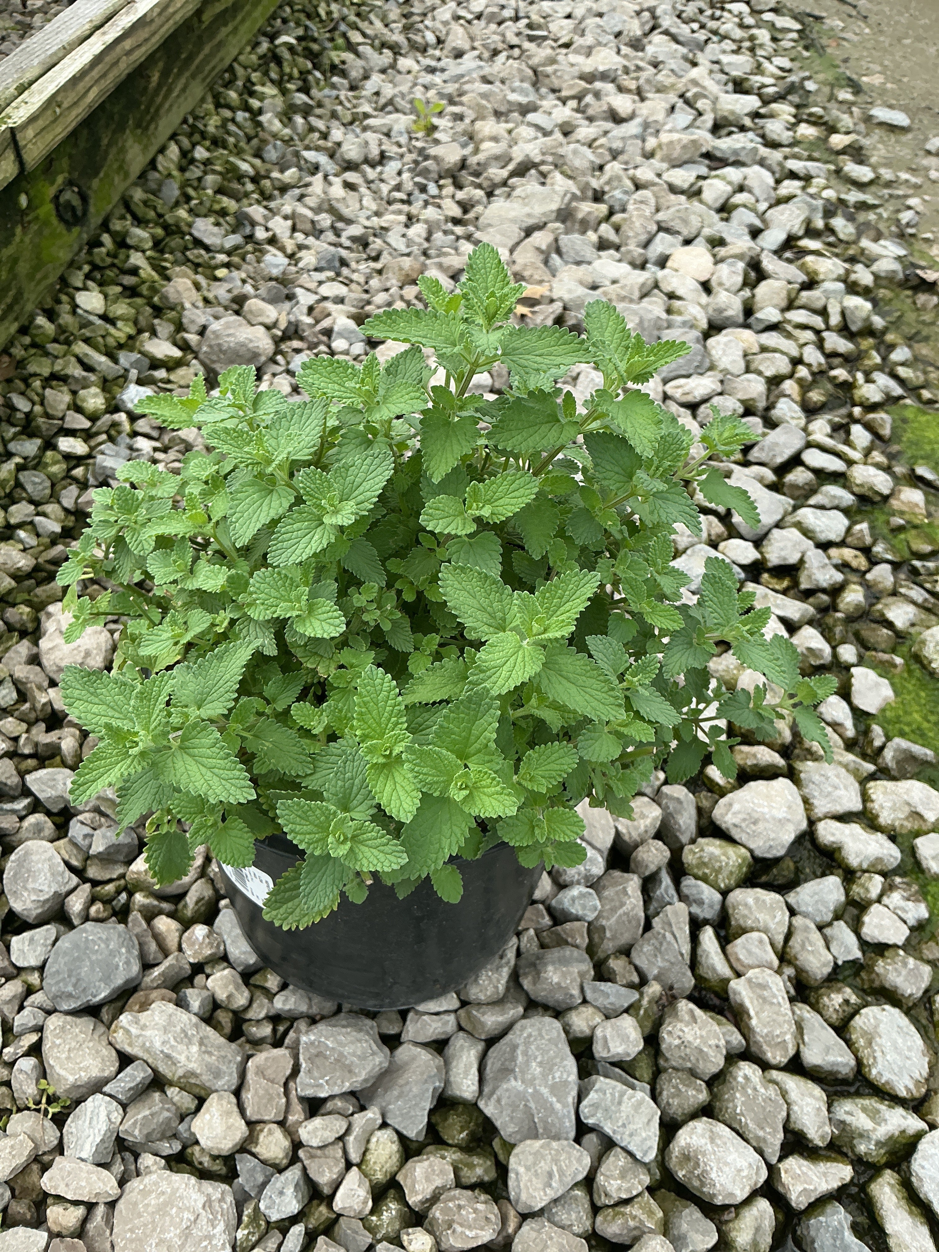 Nepeta faassenii 'Walker's Low'