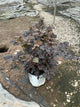 Astilbe 'Dark Side of the Moon'