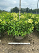 Hydrangea paniculata 'Zwijnenburg'