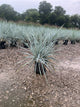 Leymus 'A. Blue Dune'