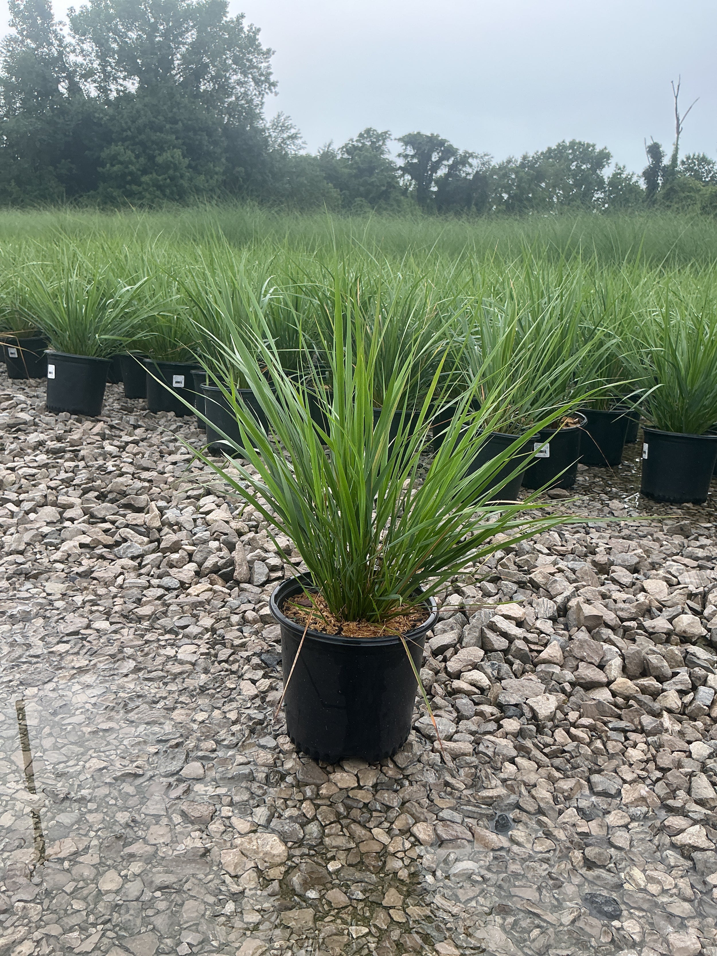 Calamagrostis x acutiflora 'Karl Foerster'