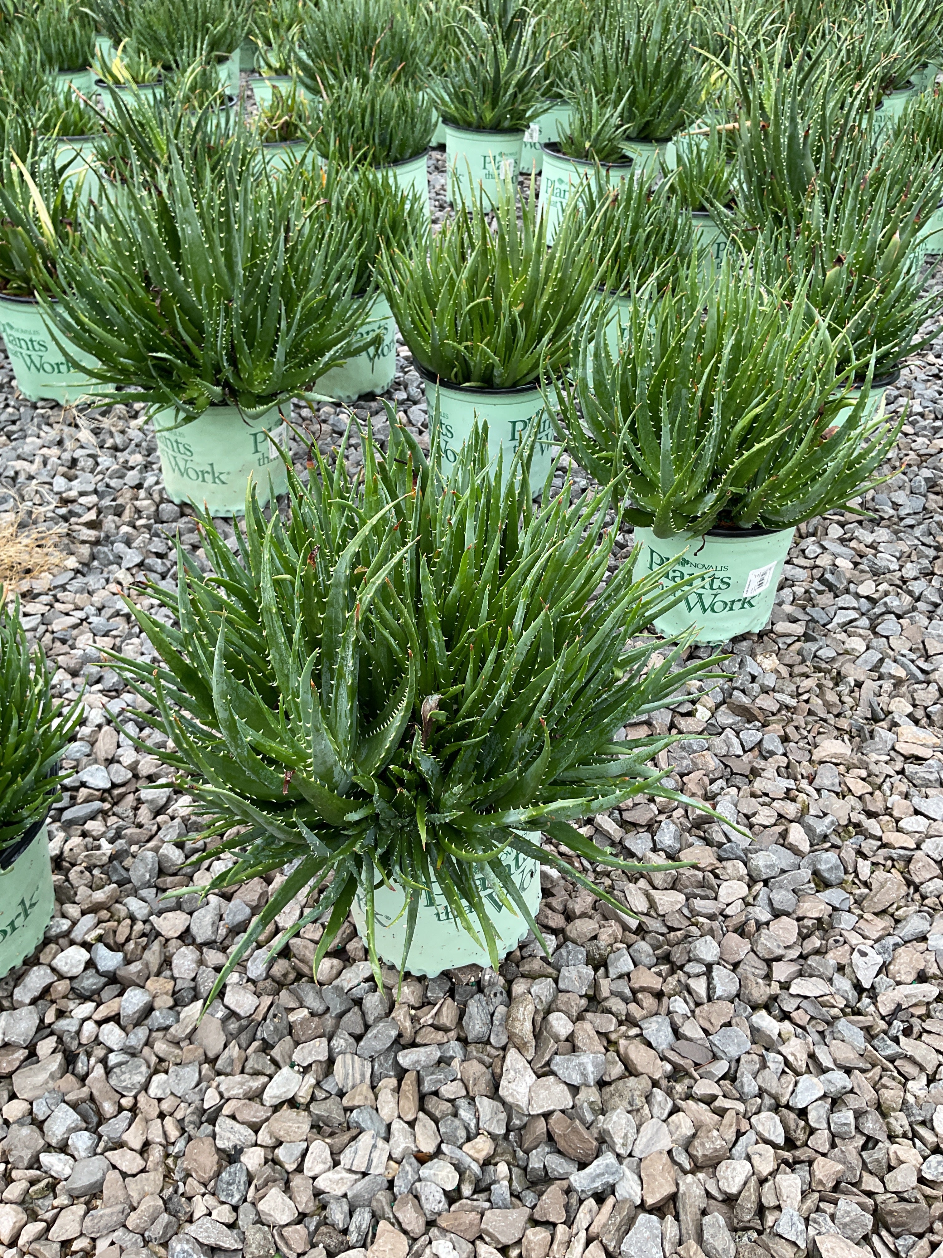 Aloe humilis 'Hedgehog'