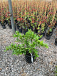 Citrus x aurantiifolia Key Lime