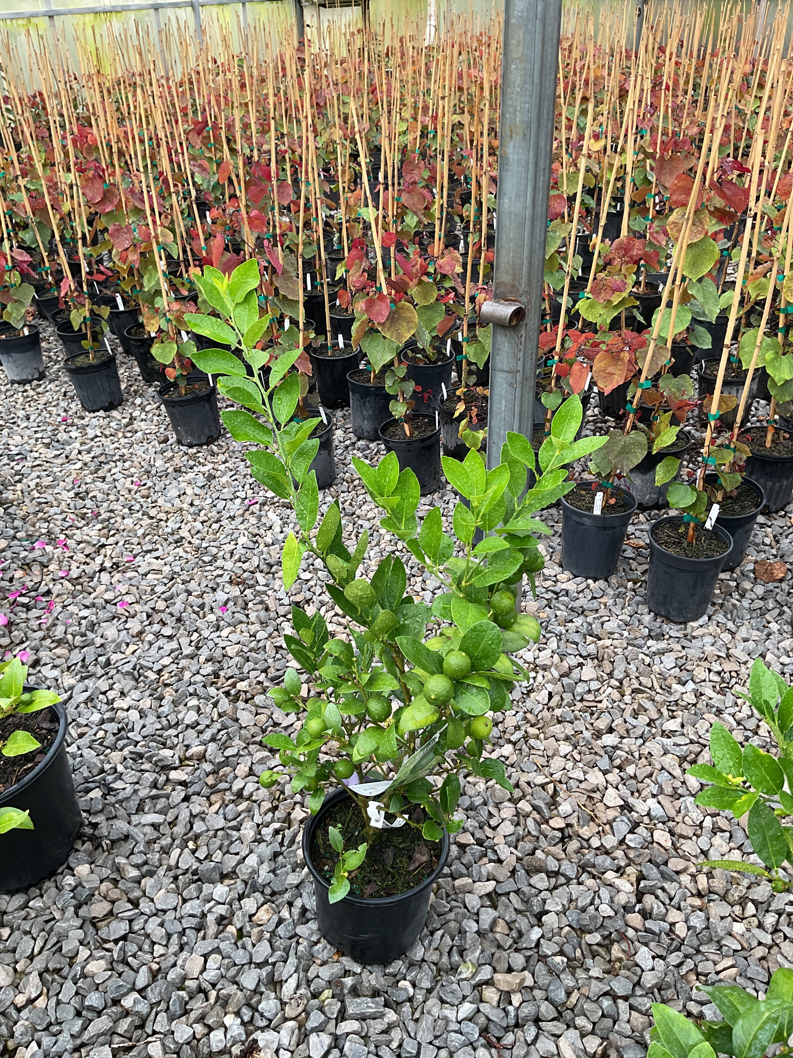 Citrus x aurantiifolia Key Lime
