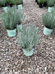 Lavandula x intermedia 'Phenomenal'