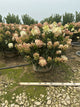Hydrangea paniculata 'Bailpantwo'