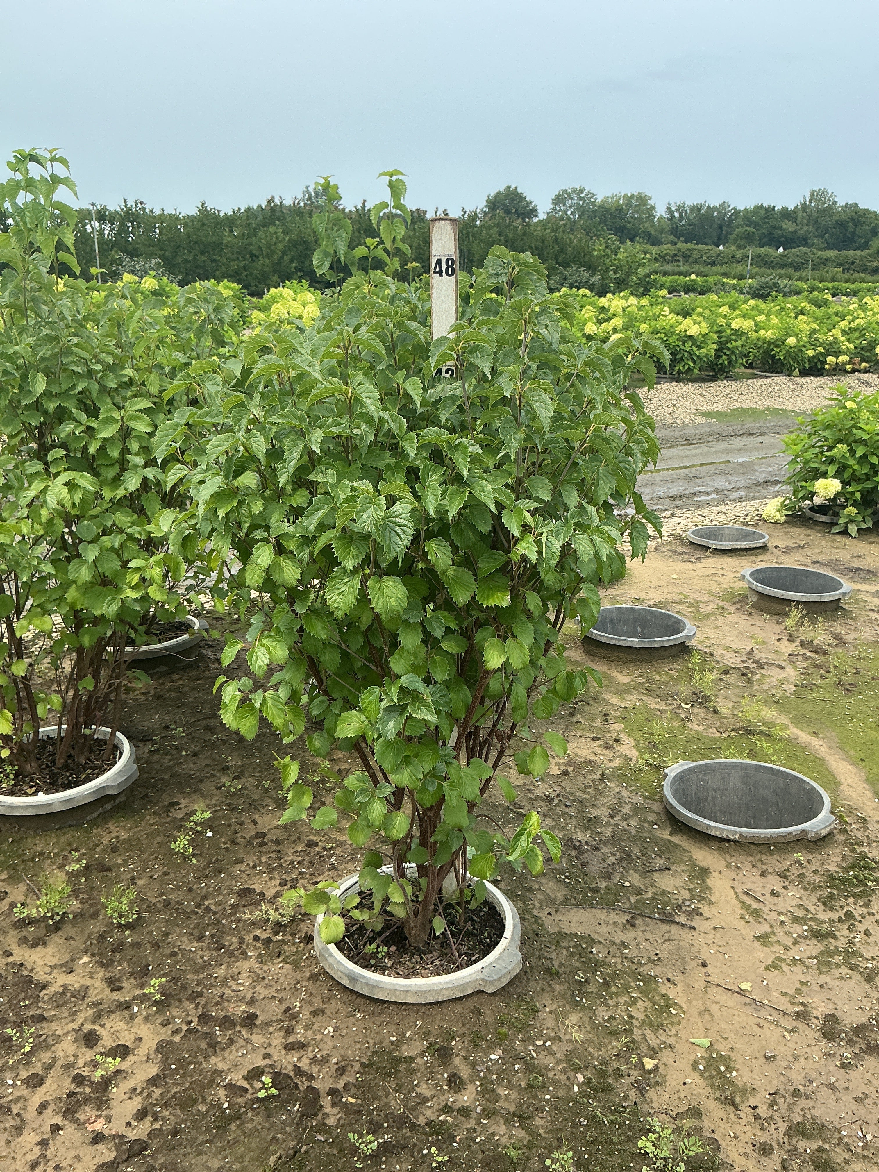 Viburnum dentatum 'Christom'